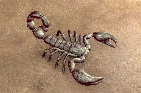 Scorpion Illustration Stock Image F0250193 Science Photo Library