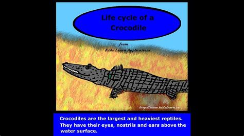 The Crocodile Life Cycle Kidz Learn Applications Youtube