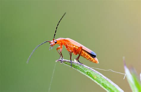 Common Red Soldier Beetle Rhagonycha Fulva Brechfa Fores Flickr