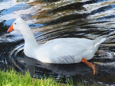 Bird Pictures Emden Goose Bremen Goose Anser Domesticus By Rosinabloom