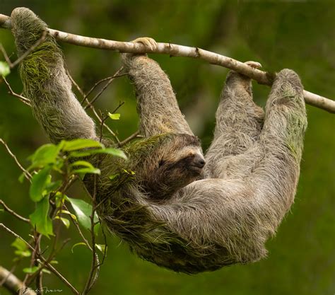 Brown Throated Three Toed Sloth Costa Rica The Three Toed Flickr