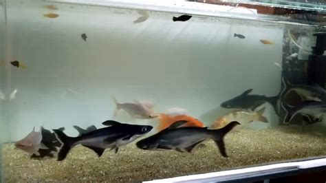 My Shark Fish And Koi Fish Tank Youtube