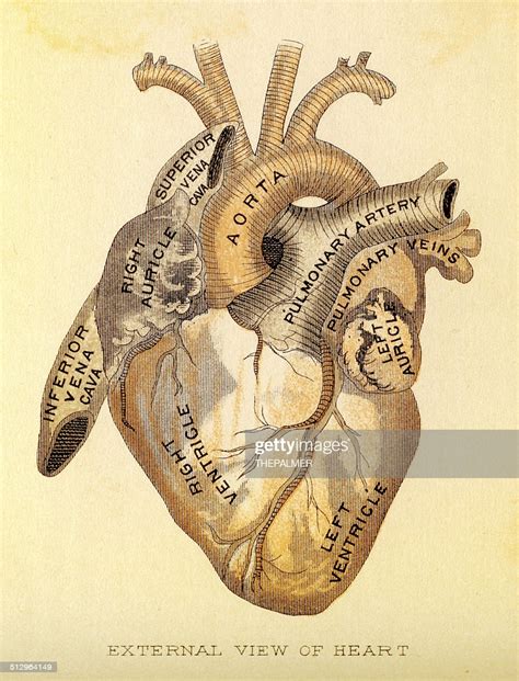Human Heart Anatomy Drawing High Res Vector Graphic