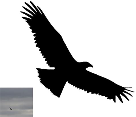 Flying Vulture Silhouette By Avyva On Deviantart