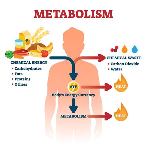 A Metabolism Humanbio