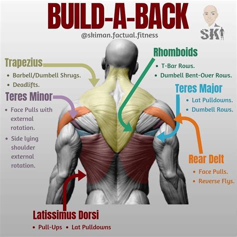 Build A Back First Off Lets Start Off With A Lot Of These Exercises