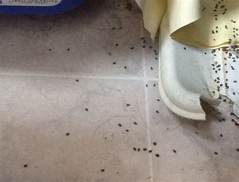 8 Photos What Does A Carpet Beetle Infestation Look Like And View