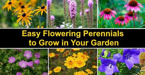 Easy Perennials To Grow — Best Perennial Flowers With Pictures