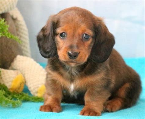 Book an appointment to meet adoptable dogs. Miniature Dachshund Puppies For Sale | Puppy Adoption ...