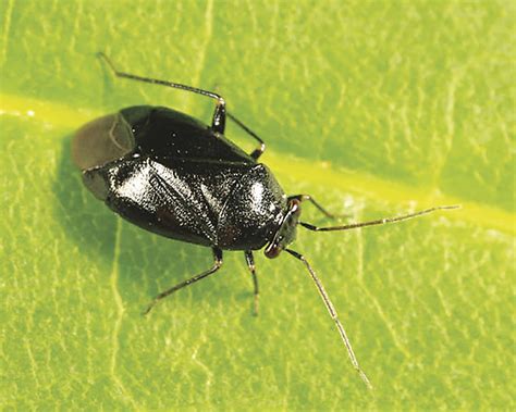 Relatively Harmless Black Plant Bug Seen In Large Numbers Should