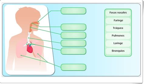 Ciencias Naturales De Primaria El Aparato Respiratorio Actividad Interactiva De Ciencias