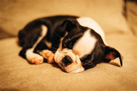 Sleeping Cute Boston Terrier Puppies Pets Lovers