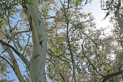 White Branch Of A Eucalyptus Tree Free Stock Photo Public Domain Pictures