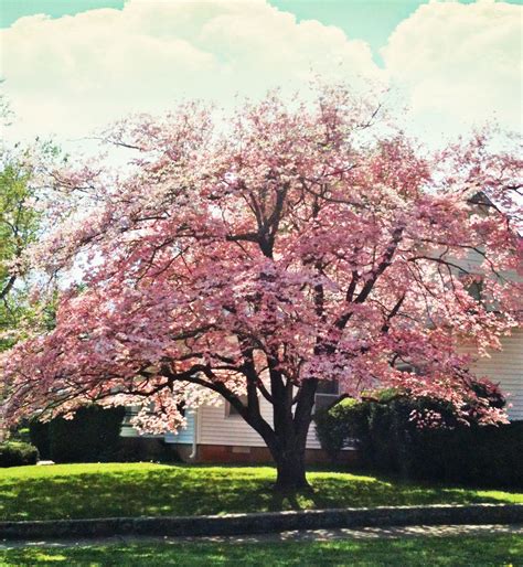 Your new pink flowering dogwood tree offers great winter interest with red fruit and rust accents on. Mom just LOVED the dogwood tree. Stunning Pink Dogwood ...