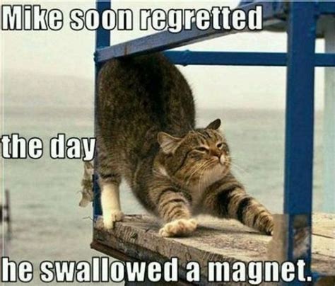 55 Funniest Cat Memes Ever Will Make You Laugh Right Meow