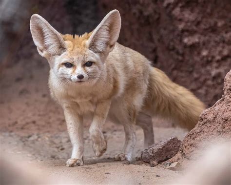 Fennec Fox Phoenix Zoo