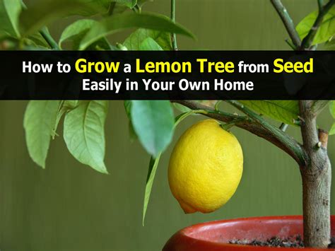 How To Grow A Lemon Tree From Seed Easily In Your Own Home