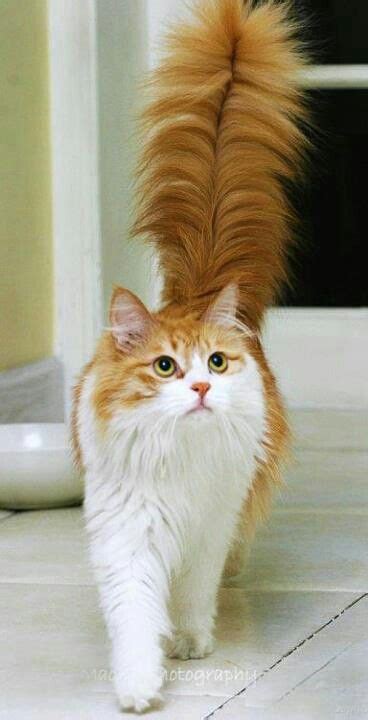 Cat Breeds With Big Fluffy Tails Pets Lovers