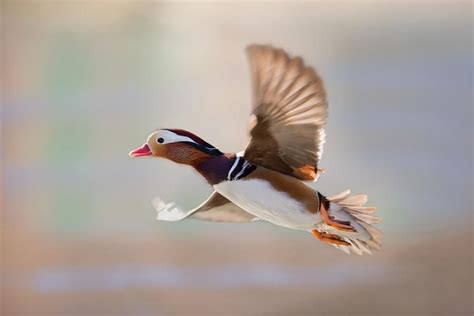 Duck In Flight By Stefano Ronchi Duck Beautiful Birds Mandarin Duck