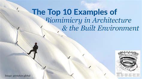 The Top 10 Real World Examples Of Biomimicry In Architecture