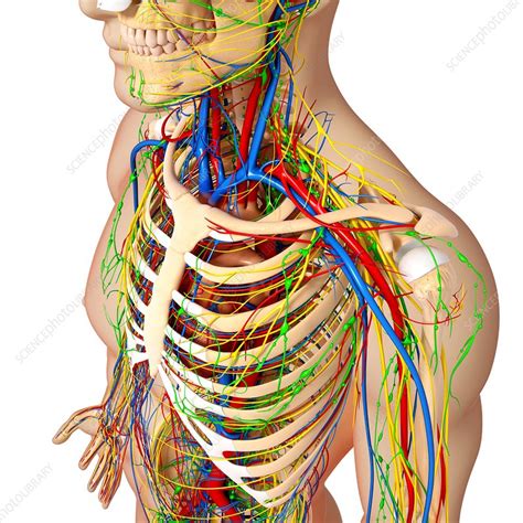 Chest Anatomy Artwork Stock Image F0059118 Science Photo Library