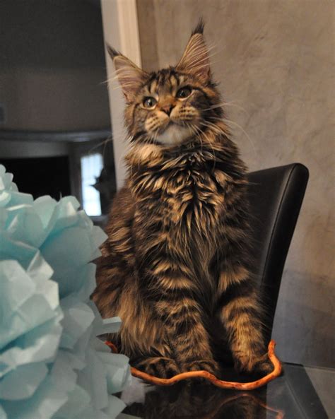 Maine Coon Cats For Sale Alysia Of Eurocoons Black Classic Tabby Female Maine Coot Cat Isbagus