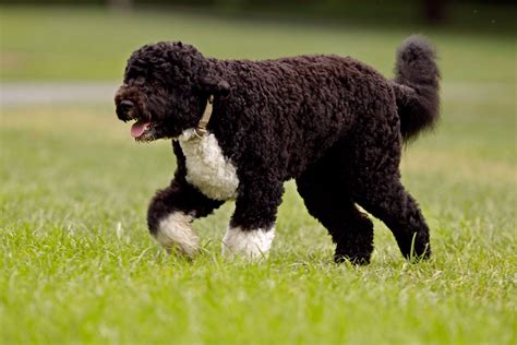 Small Dog Breeds That Dont Shed Best Large Breed Puppy