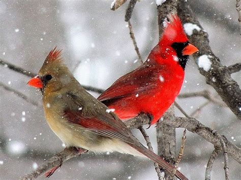 Male And Female Northern Cardinals Cardinalis Cardinalis In A