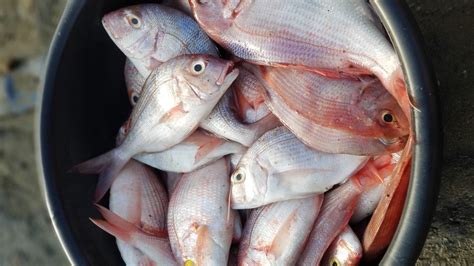 Shore Fresh Red Fish 2kg Descaled Ghanas Foremost Online Grocery