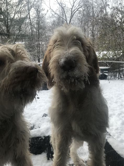 The magic of the internet. Spinone Italiano Puppies For Sale | Akron, OH #263368