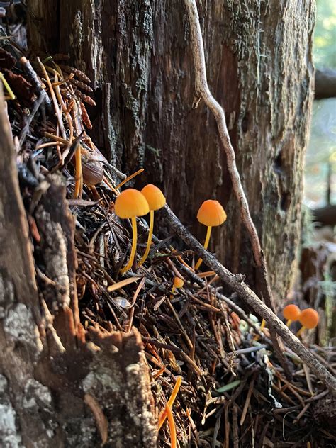 Orange Mushrooms From Falls Creek Falls Trail Ford Pinchot Nf