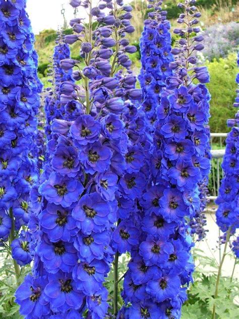 Ostróżka Magic Fountain Dark Blue Black Bee Delphinium Cultorum Albamar