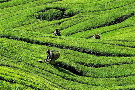Boh tea plantation is 1.5 mi (2.4 km) away.…situated in brinchang, this. Boh Tea Plantation, Cameron Highlands Editorial ...