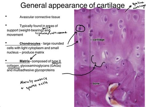 Histo Bone And Cartilage Flashcards Quizlet