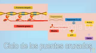 Fisiolog A Dj Fisiolog A Ciclo De Los Puentes Cruzados De La