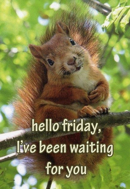Hello Friday Ive Been Waiting For You Pictures Photos And Images