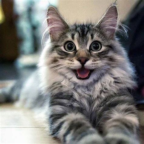 Dont Worry About Crypto Woes Heres A Happy Cat For You All To Take