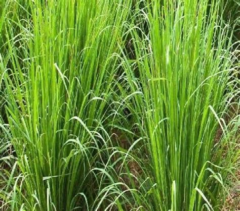 Vetiver Grass 2 Rooted Divisions Organic Chrysopogon Etsy