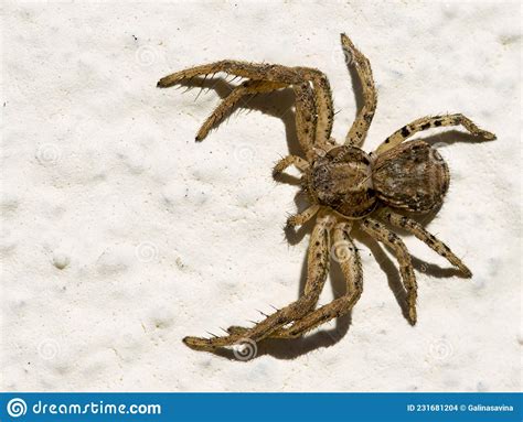 Xysticus Spider Stock Photo Image Of Animal Xysticus 231681204