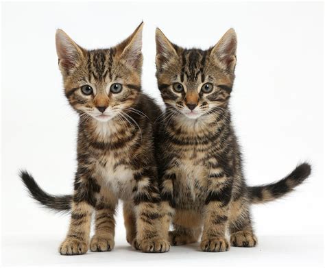 Tabby Kittens Photograph By Mark Taylor Pixels