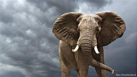 Proteja A Los Elefantes Son Un Reflejo Científico De Los