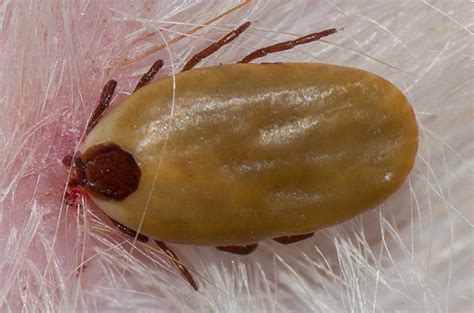 Are Brown Ticks Dangerous To Dogs