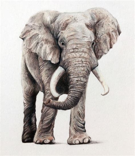 Colored Pencil Drawing Of An Elephant Realistic Animal Drawings Pencil