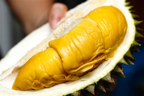 Namun memiliki tekstur daging buah yang tebal, kering, lembut dan tidak berserat. Black Thorn & Musang King Durian @ Durian King TTDI