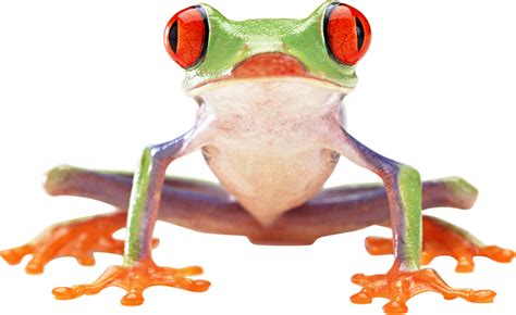 Png Frogs Free Transparent Frogspng Images Pluspng