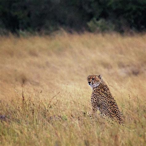 Cheetah In The Grass In The Rain Photograph By Vicki Jauron Fine Art