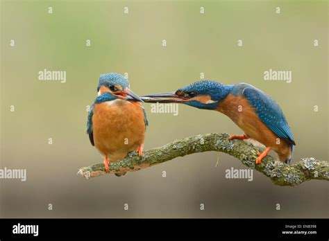 Courtship Behavior Of A Pair Of Kingfishers The Male Offers A Fish To