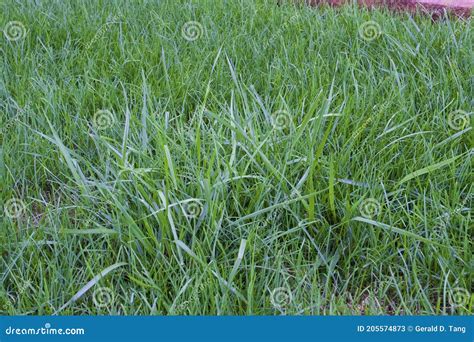 Tall Fescue 820097 Stock Image Image Of Bluegrass Tall 205574873
