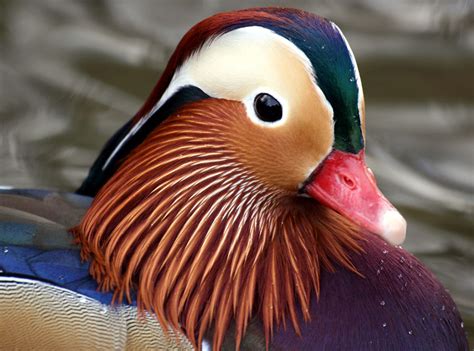 The Worlds Most Colorful Duck Twistedsifter