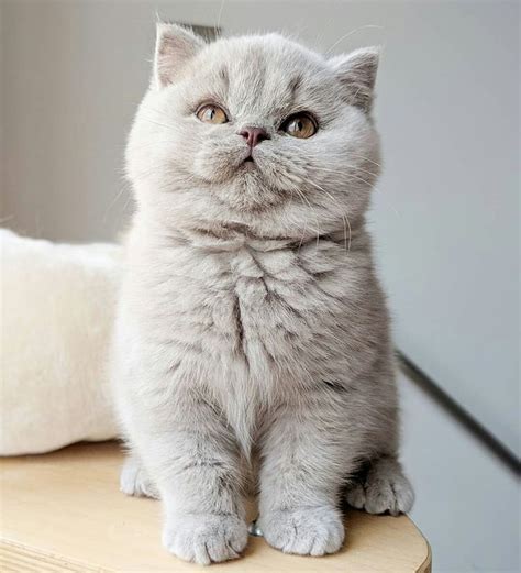 Short Hair Cat Breeds Uk Pets Lovers